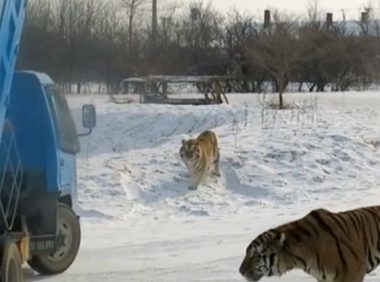 “活体投喂”!饲养员扔两只小奶狗进狮子园,它们的命运会如何?