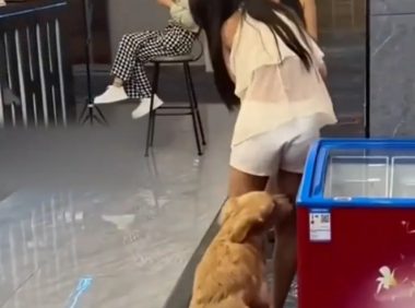 狗子看上美女顾客竟抱着大腿欲强上屁股不停抖动