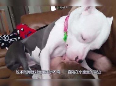 主人外出买菜,嘱咐狗狗照顾好宝宝,回家一看却一瞬间笑喷了