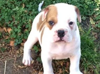 小狗咬坏沙发，前后咬坏1万多东西，主人气得不行！