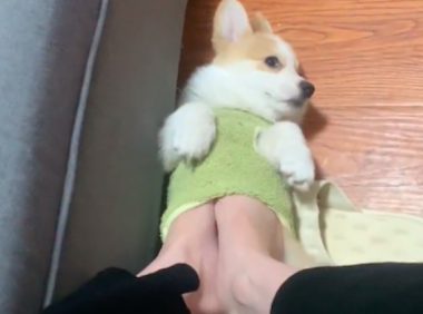 主人的脚冷，伸进了狗狗的衣服取暖，狗：我生病了你别后悔