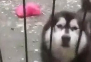 雪橇犬表示:“当时也没想太多就钻进来了,可是该怎么出去?”