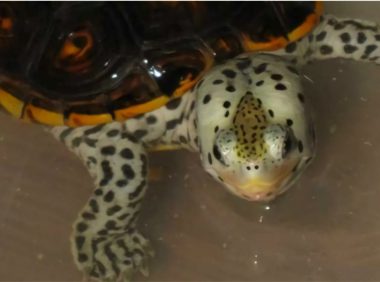 德州锦钻纹龟身份信息