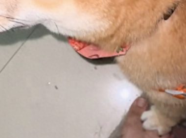 因为不小心踩了狗狗一脚，它就报复踩回来
