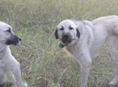 屡被游人“强制援助”,散养牧羊犬被送救助站,农场主很郁闷