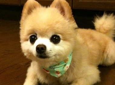 小狗无线吸尘器T12 Pro怎么样?质量好吗?性价比高吗?