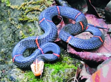 白头蝰身份信息