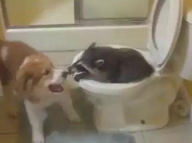 小浣熊把坐便器当窝，狗狗如何劝也不听，能随时随地洗食材的地区多难能可贵