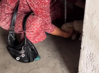 面对到来的热水,再不舍也得把狗狗带走
