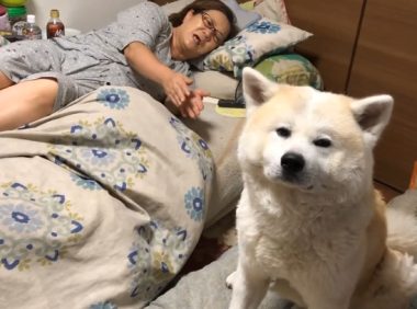 秋田犬进卧房不做声，小主人下学回家才搞清楚，萌化主人家的心