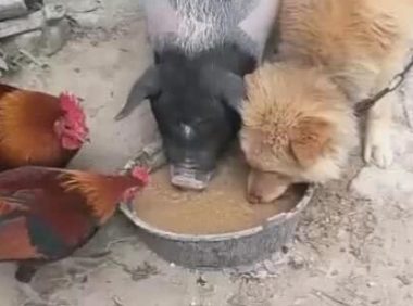 狗狗跟猪恩爱了，一起进餐驱逐鸡，见到这一幕令人不淡定从容