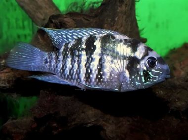 蓝曼龙鱼身份信息