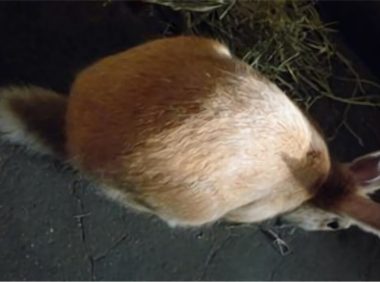 太行山兔身份信息