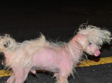 善心正妹凌晨援救抹布狗 掏百元钞票感动哭志工