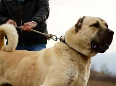 外表凶悍内心温柔,土耳其国宝坎高犬Kangal
