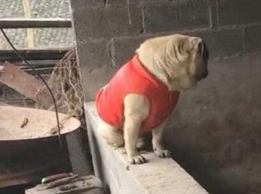 狗狗回农村帮忙看猪圈,随便的座姿,让两头猪极度恐慌