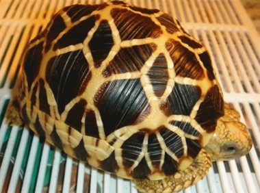 缅甸星龟身份信息