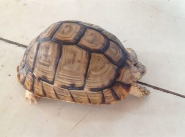 埃及陆龟身份信息