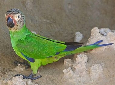 灰头锥尾鹦鹉身份信息