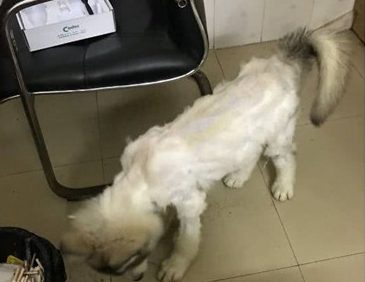 金毛刮毛之后判若两狗,样子惨不忍睹,网民:美发师技术性很差