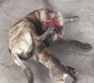 小黑猫把大黑狗当成了妈妈，竟然想要喝奶，女主人看到后羞红了脸