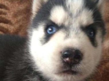 小奶哈欺负小金毛,把小金毛按着打,怪不得是个单身狗