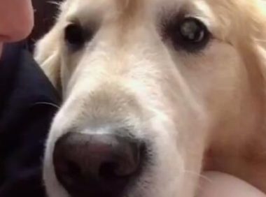 男子亲了身旁的金毛一下,想不到此外一只小狗却吃醋了