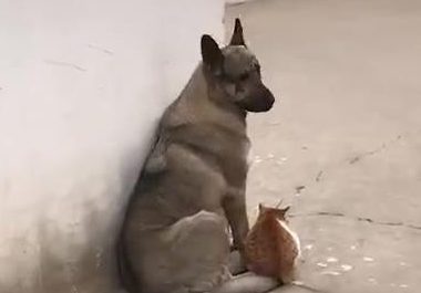 狗跟猫靠在一起日晒，被别人发现后亲了猫一口，网民：真甜美