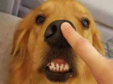 网友:买狗一时爽,养狗火葬场,这3种狗劝你别乱入手