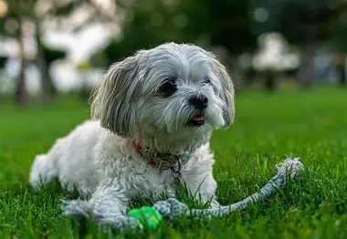 贵宾犬出现分离焦虑，广州专业训犬学校通过什么方法训练纠正