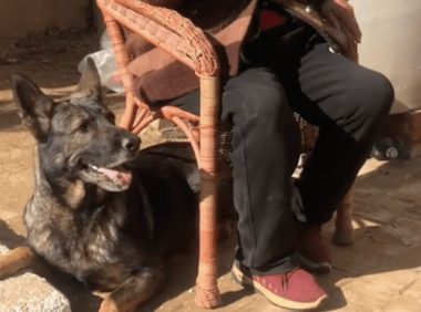 狗狗听说奶奶要出去,立马跑去车边开门,跳上车等着,太聪明了!