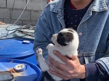 在垃圾桶夹缝中讨生活的小奶狗，无辜眼神惹人怜