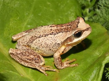 棕树蛙身份信息