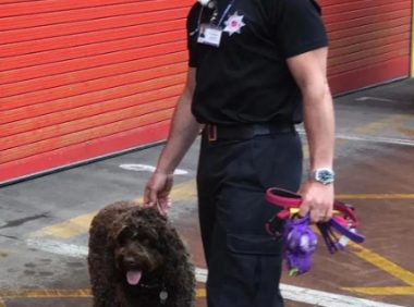 主人欲轻生,就把狗狗推给家人,可小狗不离不弃,两次回头找她