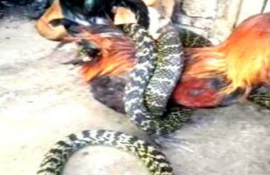 公鸡传出惨叫声，男子却在一旁束手无策，狗狗的个人行为他会十分发火