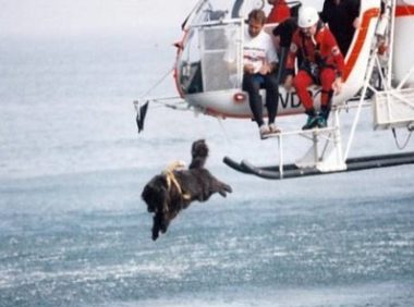 纽芬兰犬被训练为海上搜救犬 帮助海岸警卫队进行水上救援行动