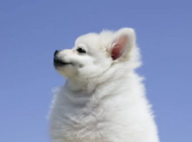 宠物狗冲上斑马线被撞死,主人索赔1万!