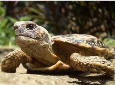 饼干龟身份信息