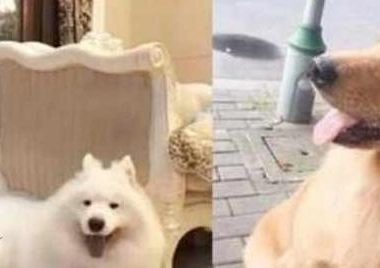 萨摩耶一天到晚只知道傻乐,网友:这狗也太漂亮了吧