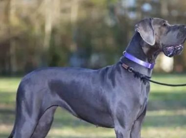 世界最大的狗：高度2.3米，女主人为它，拒绝了所有男性的追求