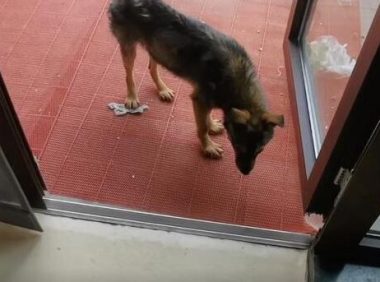 小伙好心救助断尾的流浪狗却被反咬一口，小伙：只为心安