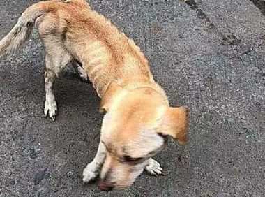 女子偶遇流浪狗，好心喂包子，发现狗狗急着往回走