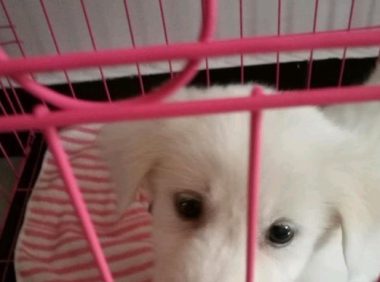 狗狗坐在电梯门口前，却没看到主人，是被遗弃了吧！