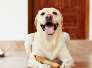 主人不在家宠物犬都忙啥？无非这5件事，铲屎官：最后一个好贴心