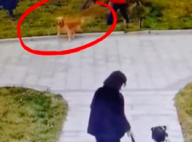 女主人没牵好金毛，导致狗狗扑向别人受到惊吓，事后连道歉也没有