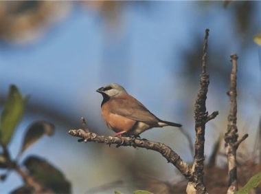 黑喉草雀身份信息