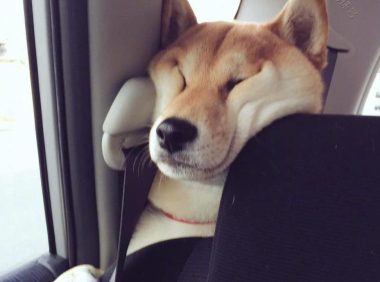 带柴犬去山地丘陵捕猎，柴犬发出咕嘟声，主人着急了