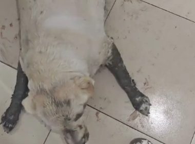 男子和狗骑摩托路上掉沟里。网友：你俩谁骑的摩托