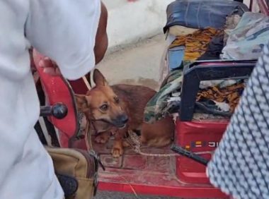 140块，满是惶恐的看家犬上狗肉车，狗贩直言：十块钱我都不喂它