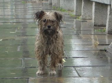 流浪狗在街头被冻的浑身发抖，一名城管看到后，他的做法让人感动